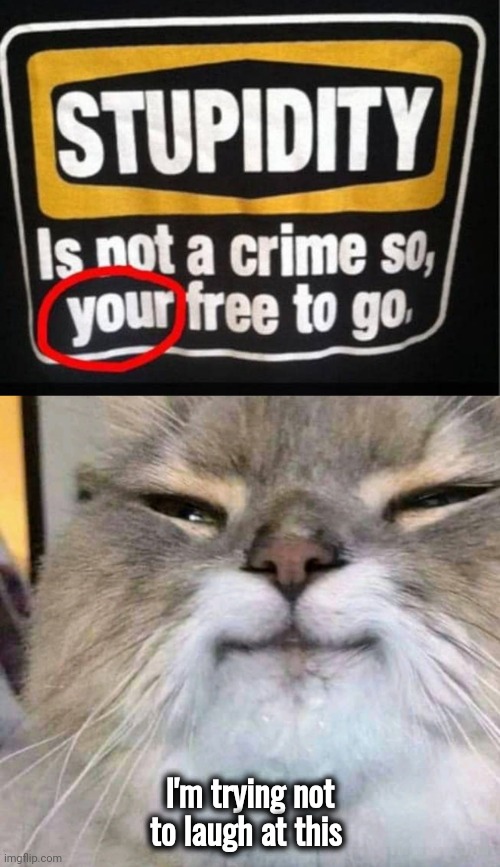 We are all free to go | I'm trying not to laugh at this | image tagged in teacher what are you laughing at,it's the law,grammar nazi,smiling cat | made w/ Imgflip meme maker