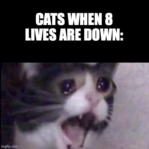 dont test fall damage again |  CATS WHEN 8 LIVES ARE DOWN: | image tagged in memes,cat | made w/ Imgflip meme maker