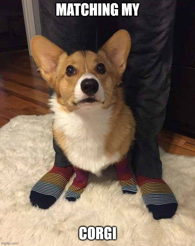 MATCHING MY; CORGI | image tagged in dogs | made w/ Imgflip meme maker