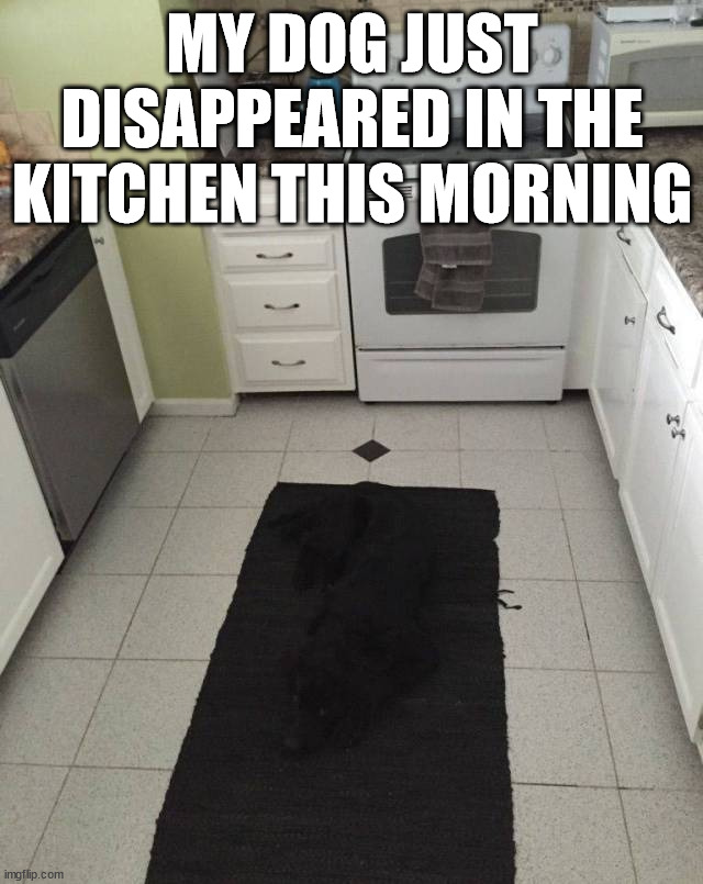 MY DOG JUST DISAPPEARED IN THE KITCHEN THIS MORNING | image tagged in dogs | made w/ Imgflip meme maker