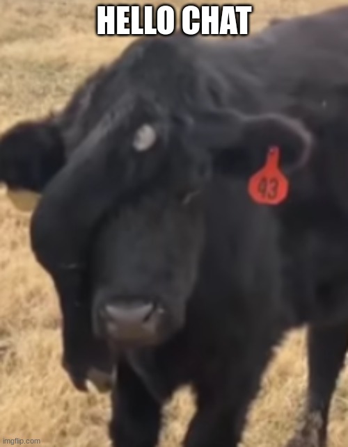 cow with an extra leg on it's forehead | HELLO CHAT | image tagged in cow with an extra leg on it's forehead | made w/ Imgflip meme maker