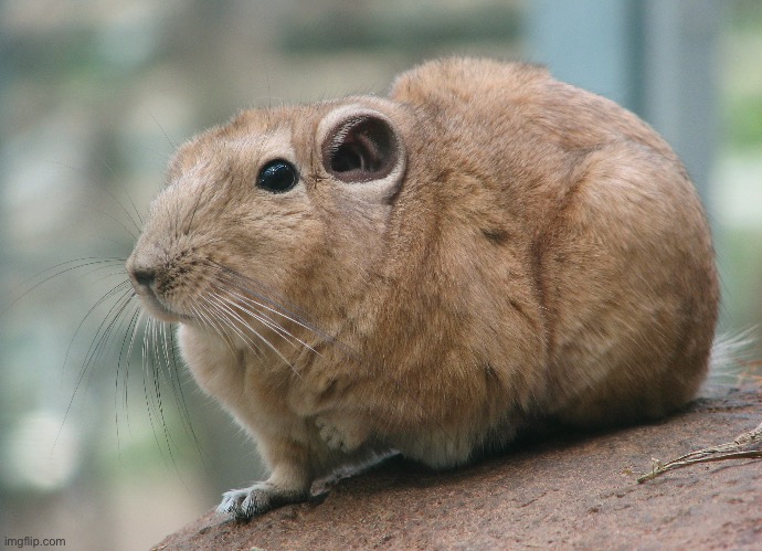 Gundi | made w/ Imgflip meme maker
