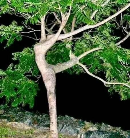 Dancer tree | image tagged in dancer tree | made w/ Imgflip meme maker