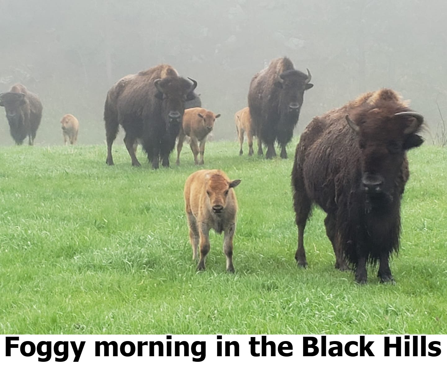Foggy morning in the Black Hills | Foggy morning in the Black Hills | image tagged in fog,bison,buffalo,black hills,custer state park,wind cave national park | made w/ Imgflip meme maker