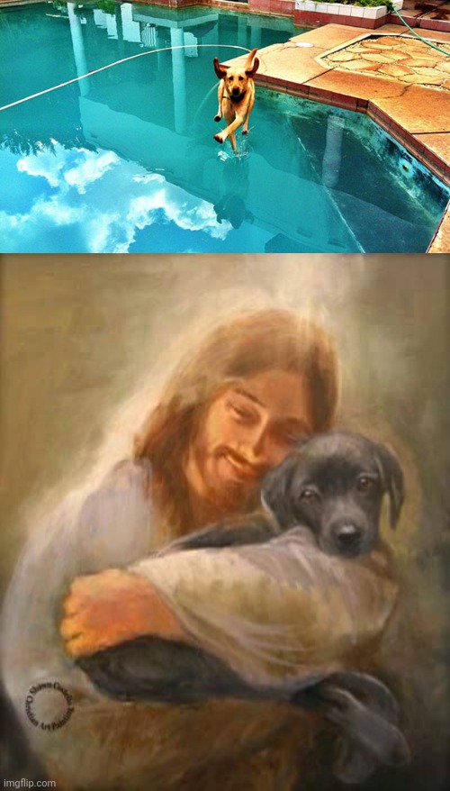 Dog running on water optical illusion | image tagged in even jesus has a dog,dogs,dog,water,optical illusion,memes | made w/ Imgflip meme maker