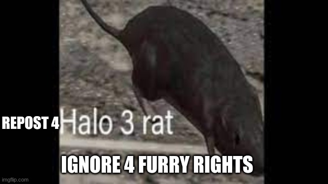 Halo 3 rat | REPOST 4; IGNORE 4 FURRY RIGHTS | image tagged in halo 3 rat | made w/ Imgflip meme maker