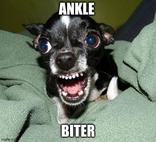 lol | ANKLE; BITER | image tagged in ankle biter | made w/ Imgflip meme maker