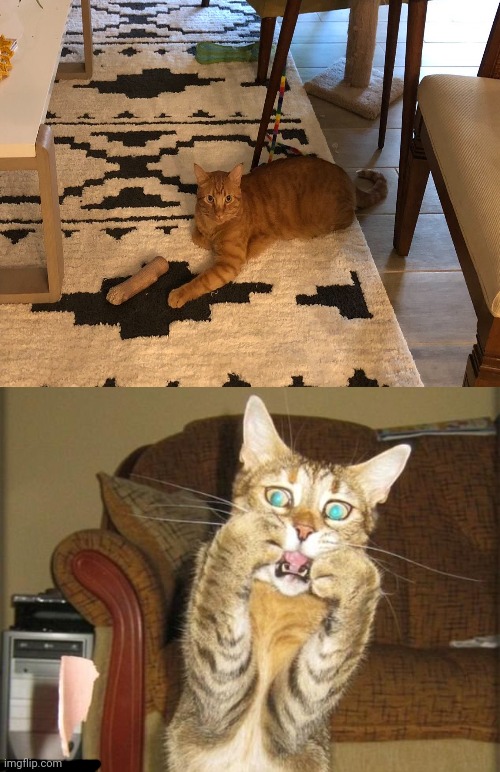 Arm loss optical illusion | image tagged in le gasp,optical illusion,arm,memes,cats,cat | made w/ Imgflip meme maker