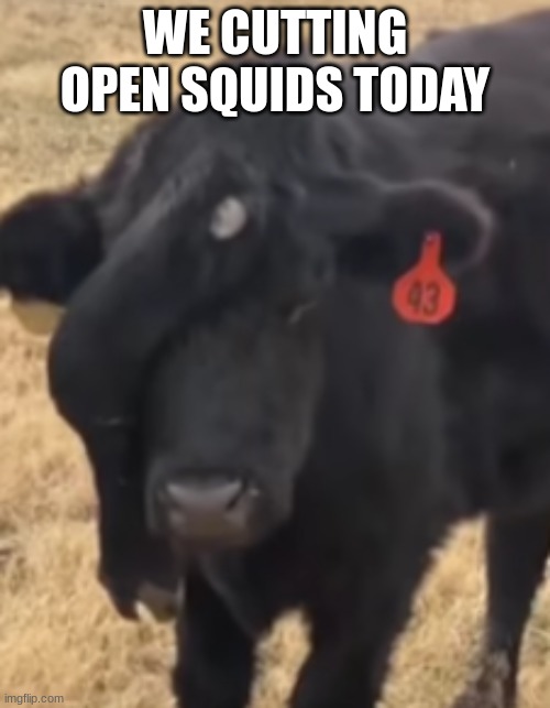 cow with an extra leg on it's forehead | WE CUTTING OPEN SQUIDS TODAY | image tagged in cow with an extra leg on it's forehead | made w/ Imgflip meme maker