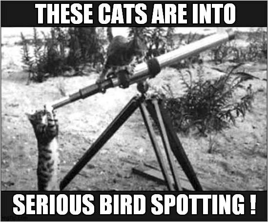 Cats Scientific Approach ! | THESE CATS ARE INTO; SERIOUS BIRD SPOTTING ! | image tagged in cats,telescope,bird spotting | made w/ Imgflip meme maker