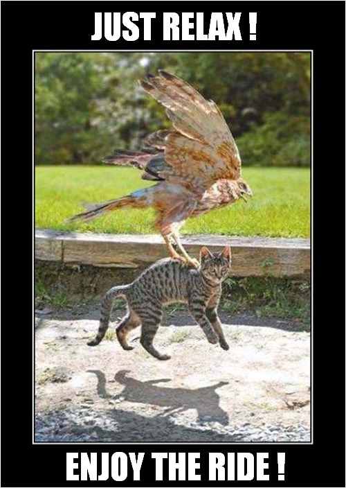 Should You Ever Get Carried Off By A Bird Of Prey | JUST RELAX ! ENJOY THE RIDE ! | image tagged in cats,bird of prey,carried away,advice | made w/ Imgflip meme maker