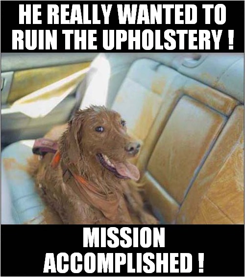 A Dogs Delight ! |  HE REALLY WANTED TO
RUIN THE UPHOLSTERY ! MISSION
ACCOMPLISHED ! | image tagged in dogs,ruined,upholstery,mission accomplished | made w/ Imgflip meme maker