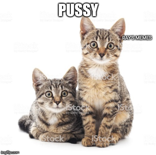 Pussies | PUSSY | image tagged in pussies | made w/ Imgflip meme maker