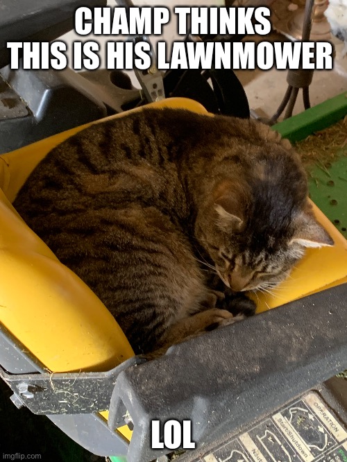 Champ is a funni boy | CHAMP THINKS THIS IS HIS LAWNMOWER; LOL | made w/ Imgflip meme maker