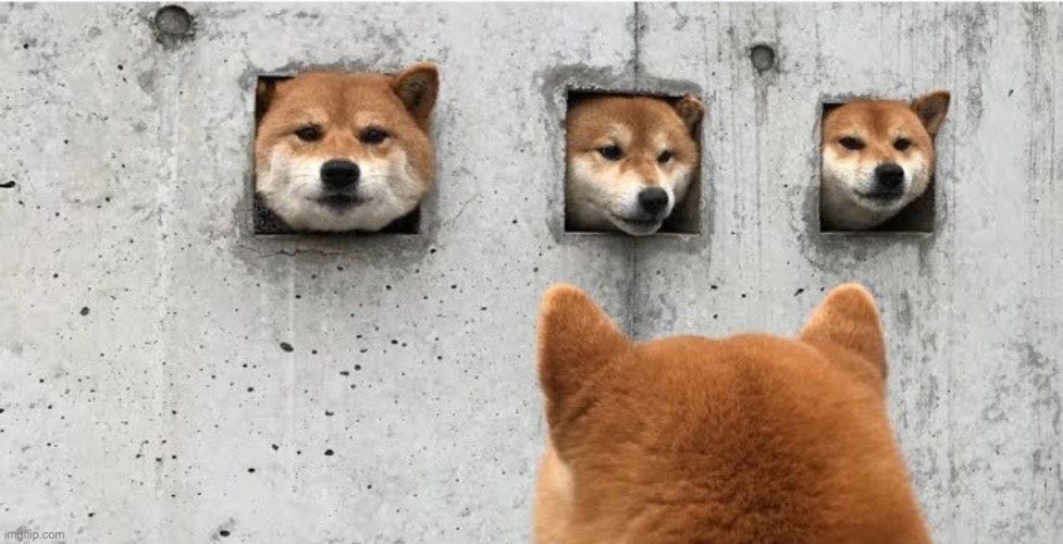 Shut yourself | image tagged in the doge council | made w/ Imgflip meme maker