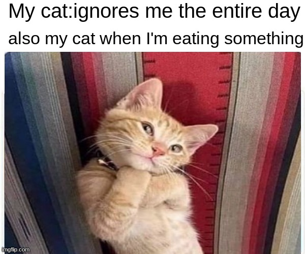 Ultimate cat meme | My cat:ignores me the entire day; also my cat when I'm eating something | image tagged in memes,funny,gifs | made w/ Imgflip meme maker