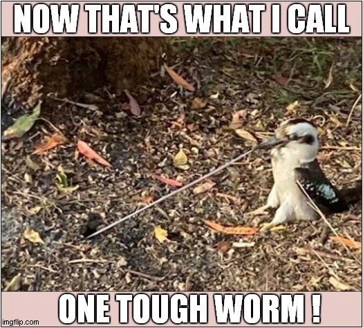 Worm Vs Bird ! | NOW THAT'S WHAT I CALL; ONE TOUGH WORM ! | image tagged in fun,worm,bird,tough,fighter | made w/ Imgflip meme maker