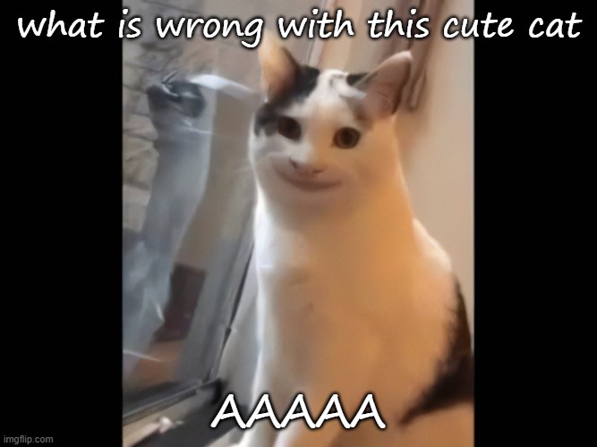 what is wrong with this cute cat; AAAAA | image tagged in cute cat | made w/ Imgflip meme maker