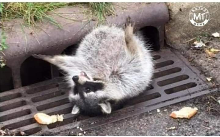 High Quality Fat Racoon Blank Meme Template