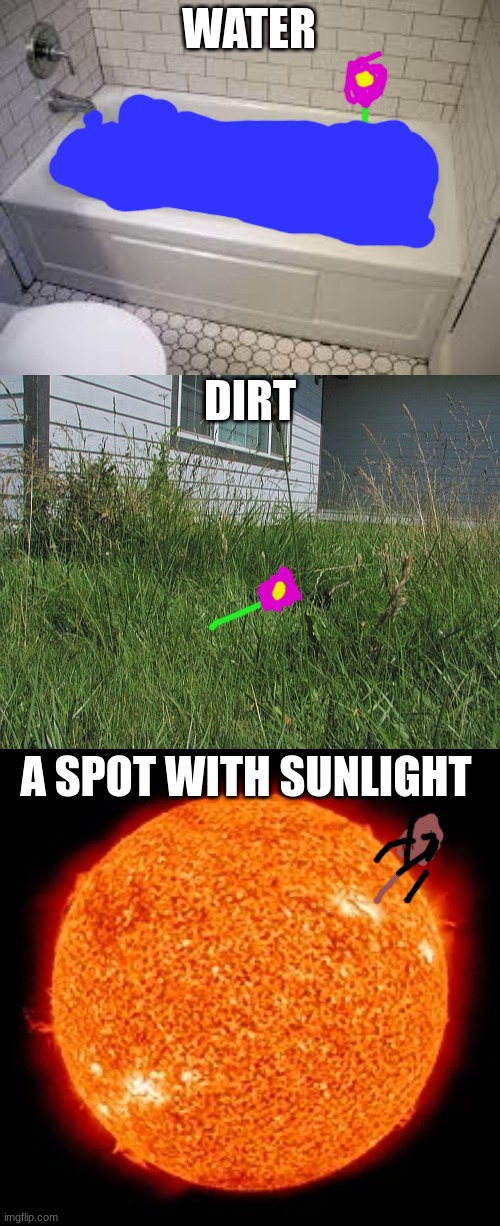 how NOT to take care of your plants | WATER; DIRT; A SPOT WITH SUNLIGHT | image tagged in bathtub,overgrown yard,the sun,how not to take care of your plants | made w/ Imgflip meme maker