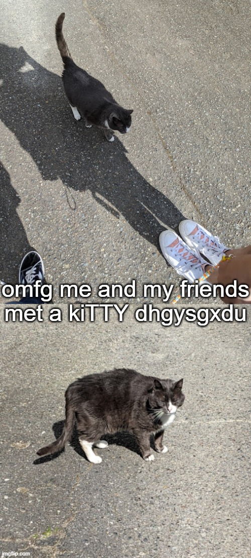 SHE HAD REALLY PRETTY YELLOW EYES BUT WOULDN'T OPEN THEM ON CAMERA FOR SOME REASON | omfg me and my friends met a kiTTY dhgysgxdu | made w/ Imgflip meme maker