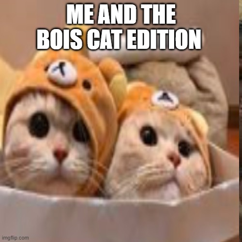 2 servings of cute | ME AND THE BOIS CAT EDITION | image tagged in funny cat memes | made w/ Imgflip meme maker