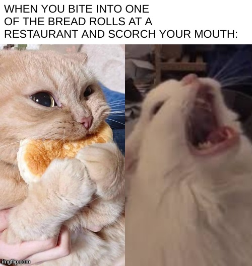 BUT THEY'RE SO GOOD DX | WHEN YOU BITE INTO ONE OF THE BREAD ROLLS AT A RESTAURANT AND SCORCH YOUR MOUTH: | image tagged in cat eating bread,relatable | made w/ Imgflip meme maker
