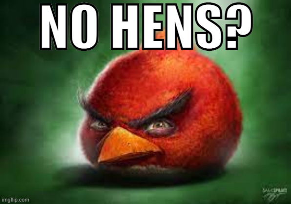 Realistic Red Angry Birds | NO HENS? | image tagged in realistic red angry birds,no bitches,angry birds,memes,funny | made w/ Imgflip meme maker