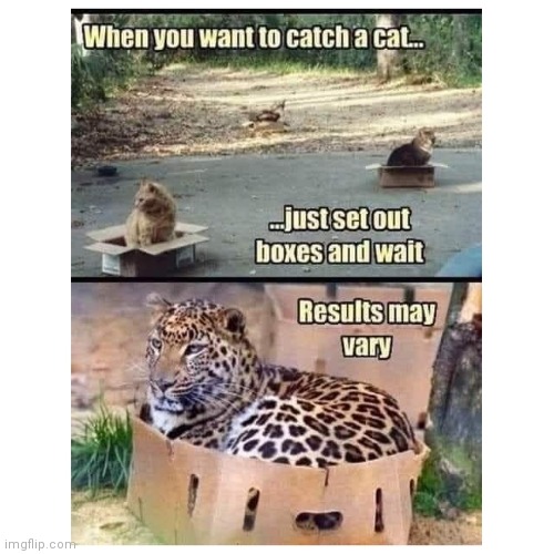 Her kitty | image tagged in traped,box | made w/ Imgflip meme maker