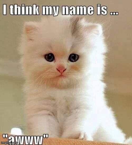 3 weeks cute | image tagged in kitten,adorable,cute,too cute | made w/ Imgflip meme maker