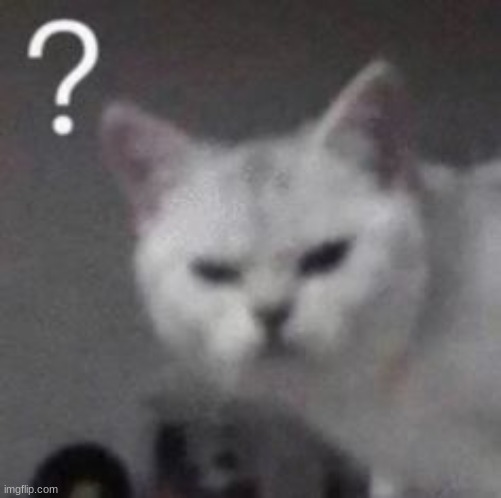 confused cat | image tagged in confused cat | made w/ Imgflip meme maker