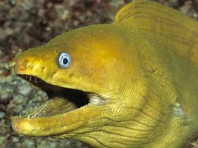 I am an eel Blank Meme Template
