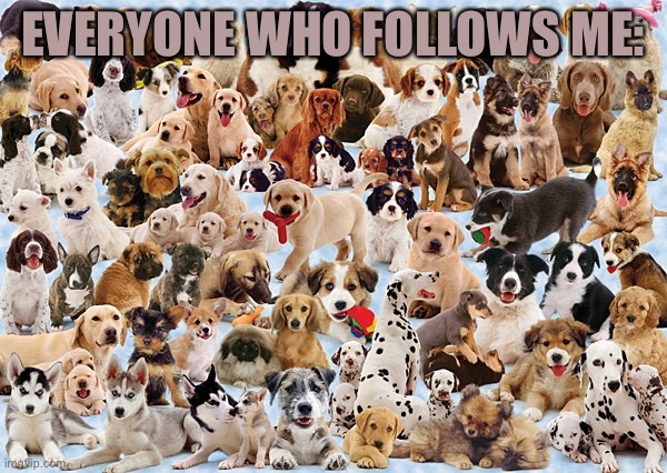 Woah | EVERYONE WHO FOLLOWS ME: | image tagged in so many dogs | made w/ Imgflip meme maker