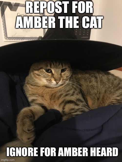 REPOST FOR AMBER THE CAT; IGNORE FOR AMBER HEARD | made w/ Imgflip meme maker