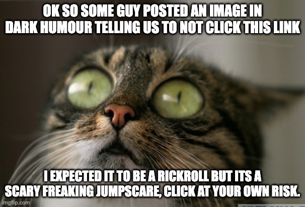 https://pnrtscr.com/kqrkc7 | OK SO SOME GUY POSTED AN IMAGE IN DARK HUMOUR TELLING US TO NOT CLICK THIS LINK; I EXPECTED IT TO BE A RICKROLL BUT ITS A SCARY FREAKING JUMPSCARE, CLICK AT YOUR OWN RISK. | image tagged in trauma cat | made w/ Imgflip meme maker