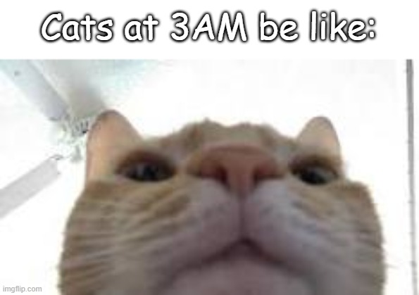 cats at 3AM | Cats at 3AM be like: | image tagged in cat staring at camera | made w/ Imgflip meme maker