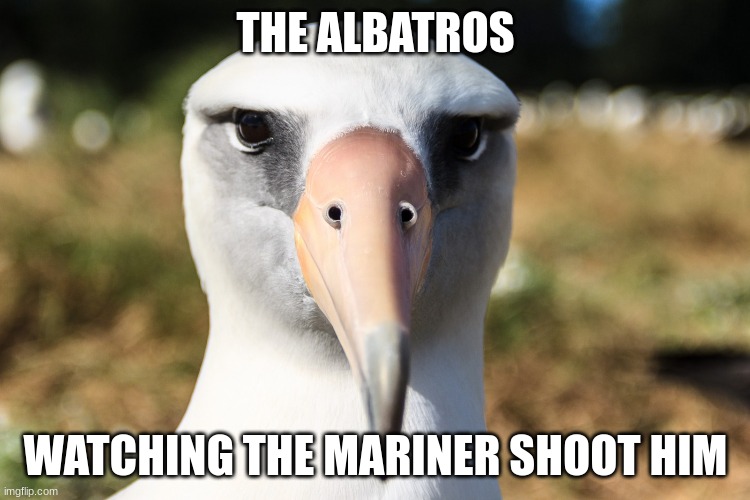 bird | THE ALBATROS; WATCHING THE MARINER SHOOT HIM | image tagged in memes,meme,funny,albatross,bird,stare | made w/ Imgflip meme maker