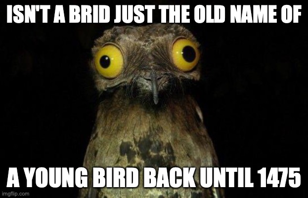 Crazy eyed bird | ISN'T A BRID JUST THE OLD NAME OF A YOUNG BIRD BACK UNTIL 1475 | image tagged in crazy eyed bird | made w/ Imgflip meme maker