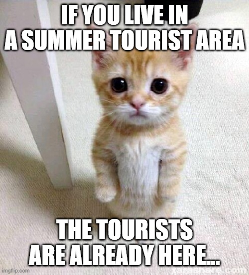 Tourists | IF YOU LIVE IN A SUMMER TOURIST AREA; THE TOURISTS ARE ALREADY HERE... | image tagged in memes,cute cat | made w/ Imgflip meme maker