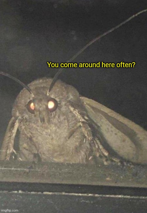 Moth | You come around here often? | image tagged in moth | made w/ Imgflip meme maker