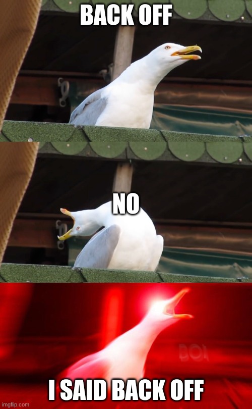 screaming gull | BACK OFF; NO; I SAID BACK OFF | image tagged in screaming gull | made w/ Imgflip meme maker
