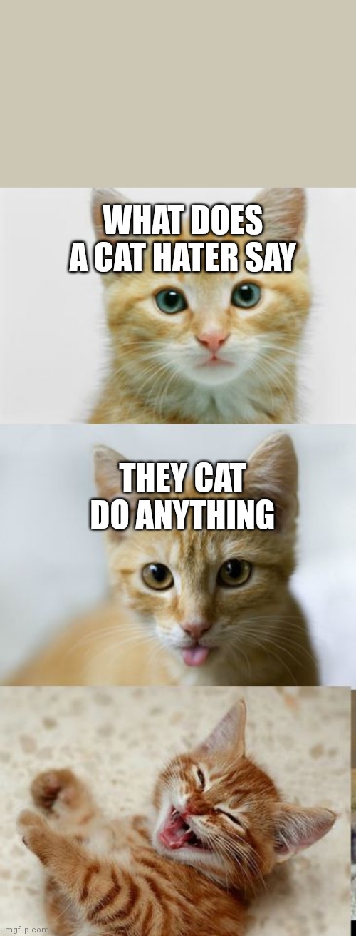 Bad Pun Cat | WHAT DOES A CAT HATER SAY; THEY CAT DO ANYTHING | image tagged in bad pun cat,bad pun,pun | made w/ Imgflip meme maker
