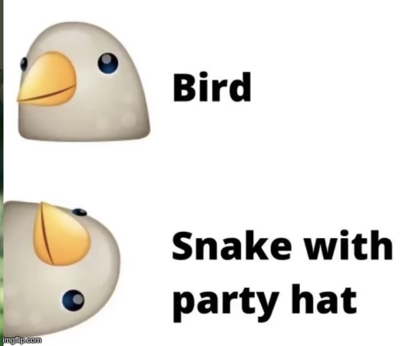 Birb and snek | image tagged in memes,funny,birb | made w/ Imgflip meme maker