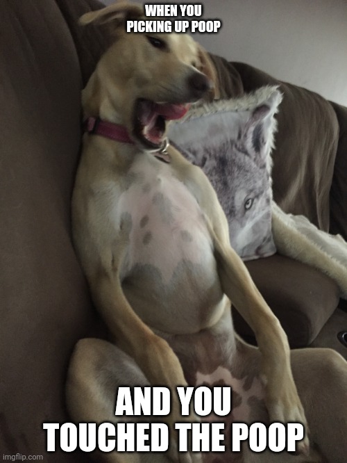 People with dogs can relate to this |  WHEN YOU PICKING UP POOP; AND YOU TOUCHED THE POOP | image tagged in discusted dog | made w/ Imgflip meme maker