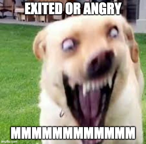 Crazy dog man | EXITED OR ANGRY; MMMMMMMMMMMM | image tagged in crazy dog man | made w/ Imgflip meme maker