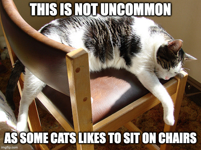 Chair Cat | THIS IS NOT UNCOMMON; AS SOME CATS LIKES TO SIT ON CHAIRS | image tagged in cats,chair,memes | made w/ Imgflip meme maker