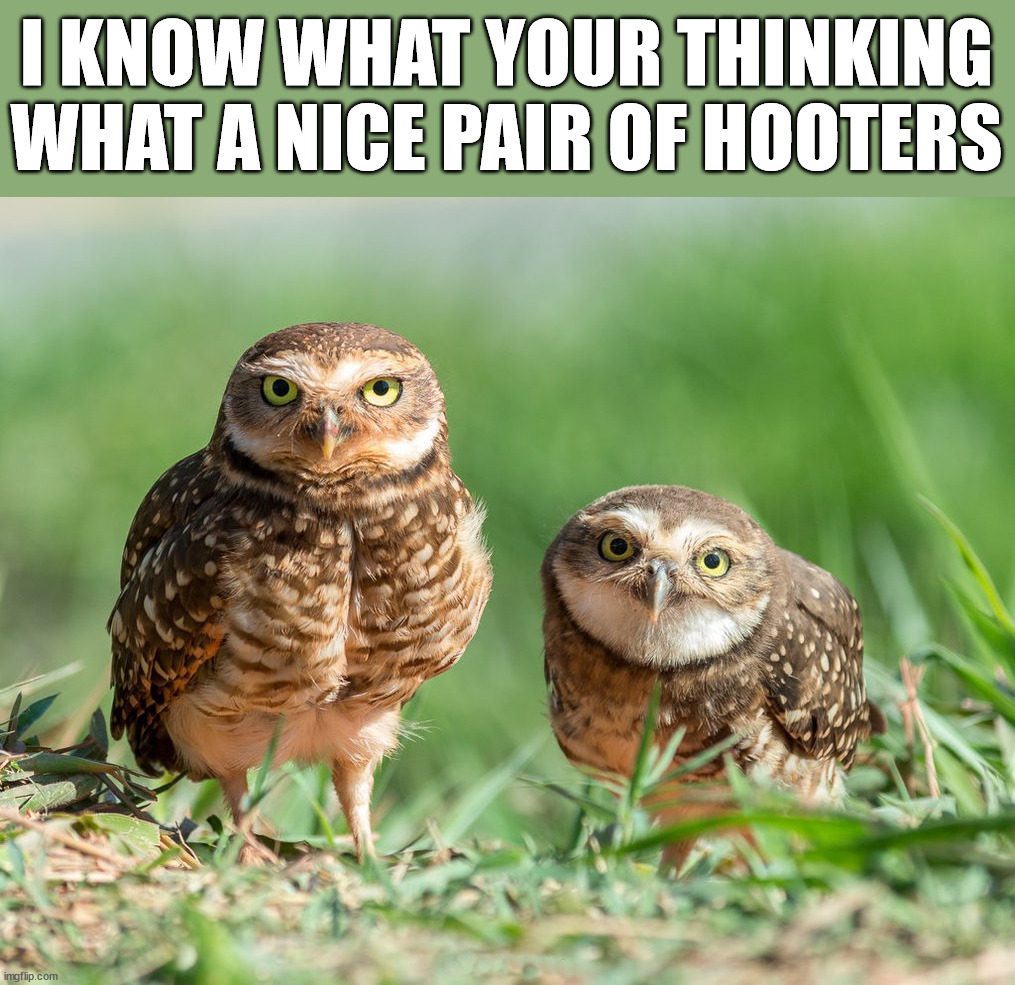 I KNOW WHAT YOUR THINKING WHAT A NICE PAIR OF HOOTERS | image tagged in eye roll | made w/ Imgflip meme maker