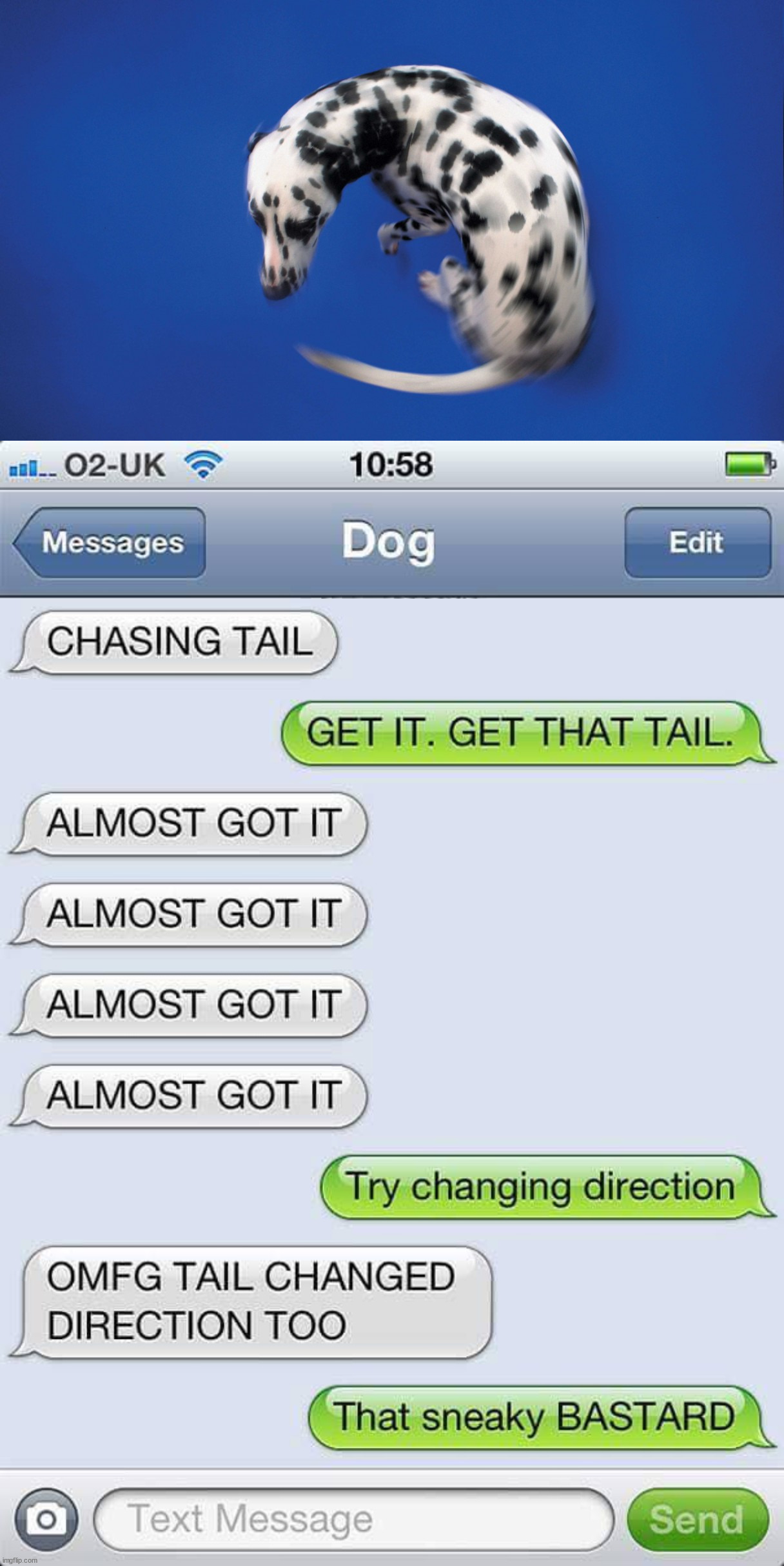 image tagged in dog chasing tail,dogs | made w/ Imgflip meme maker
