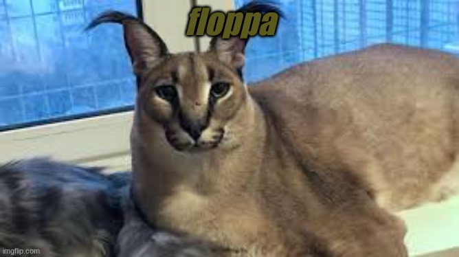 Floppa | floppa | image tagged in floppa | made w/ Imgflip meme maker