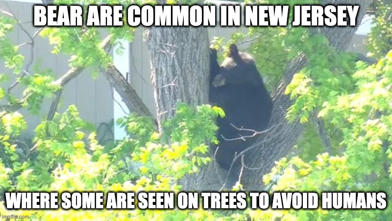 Bear on Tree | BEAR ARE COMMON IN NEW JERSEY; WHERE SOME ARE SEEN ON TREES TO AVOID HUMANS | image tagged in bear,tree,memes | made w/ Imgflip meme maker